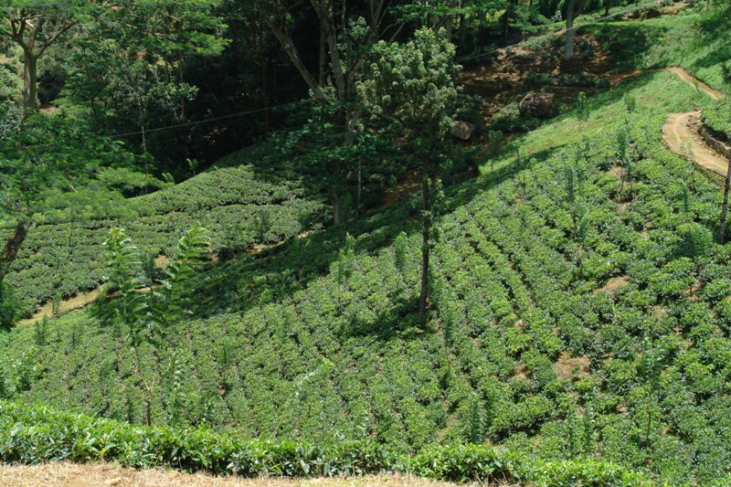    -,   (Nuwara Eliya - - tea plantations, Sri-Lanka)